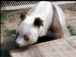 邓紫棋宣传环保 与熊猫约会图片图片