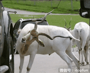 真心英雄陈学冬可爱表情擦玻璃动态搞笑GIF图片图片