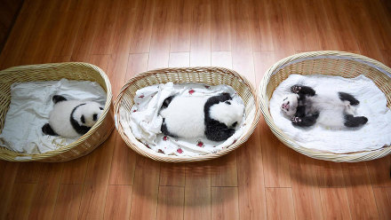 2015年新生的大熊猫宝宝首次亮相！卖萌界后继有人啦图片