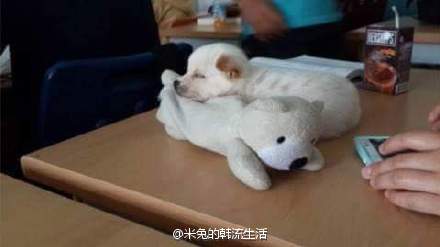 陈紫函家居写真 陈紫函怀抱萌宠爱心图片图片