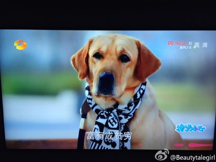 微博红人回忆专用小马甲萌宠端午妞妞海量最新图片合集（二）图片