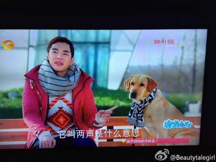 搞笑萌宠喵星人趣图图片：用黄金分割线来分析猫为什么那么完美图片