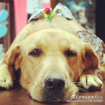 《神犬小七》 女神丁院长郭碧婷Q萌表情出炉郭碧婷表情包图片图片