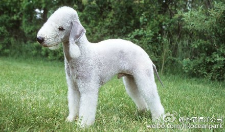 贝林登梗犬图片披着羊皮的狗狗贝林登梗犬图集图片