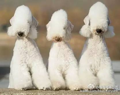 贝林登梗犬图片披着羊皮的狗狗贝林登梗犬图集图片