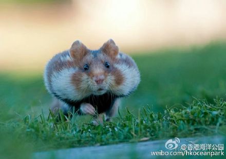 国家公园的猴子可爱图片 十二生肖猴图片
