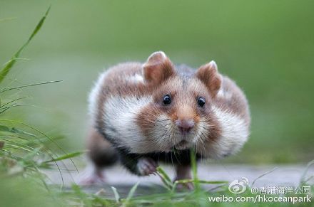 国家公园的猴子可爱图片 十二生肖猴图片