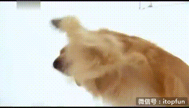 恶搞明显搞笑图片 那些年长得像明星的动物们图集图片
