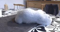 折耳猫图片：可爱萌宠折耳猫图片图片
