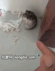 影帝仓鼠gif图片影帝小仓鼠倒地装死gif动态图片图片
