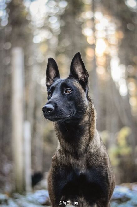 高清比利时马林诺斯犬图片狗图片动物图片图片