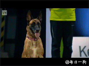 高清比利时马林诺斯犬图片狗图片动物图片图片