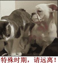 可爱猫咪带字表情包图片图片