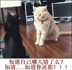 可爱猫咪带字表情包图片图片
