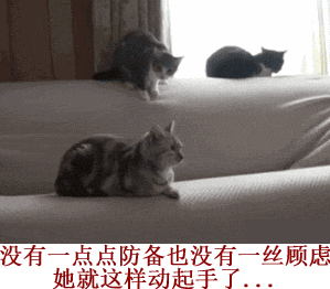 可爱猫咪带字表情包图片图片
