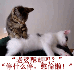 可爱猫咪带字表情包图片图片