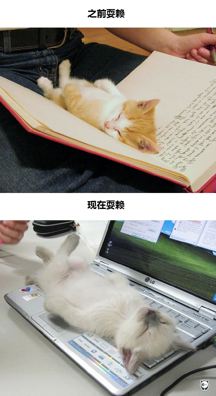 现代生活对猫产生的变化图片