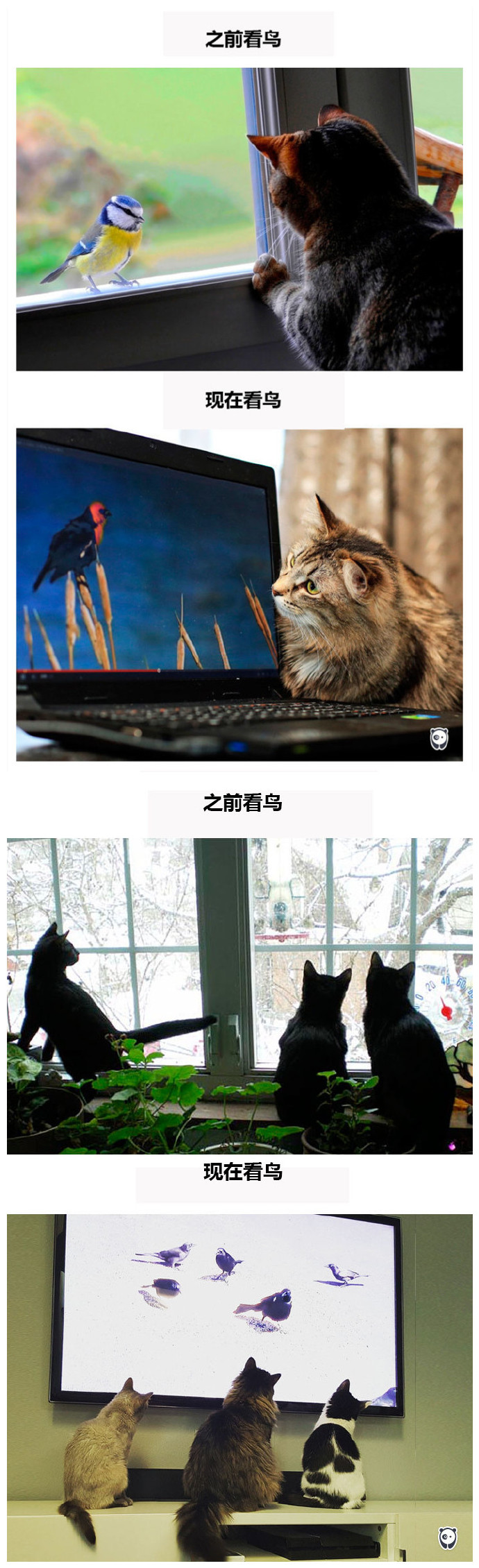 现代生活对猫产生的变化图片