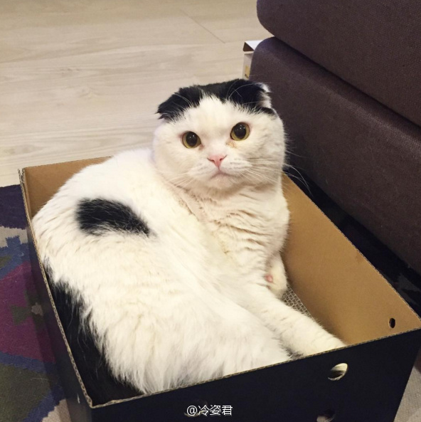 90后性感小猫咪写真图片