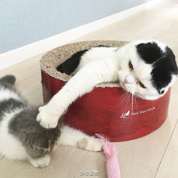 现代生活对猫产生的变化图片
