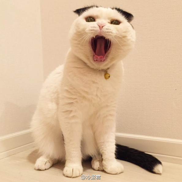 小猫图片