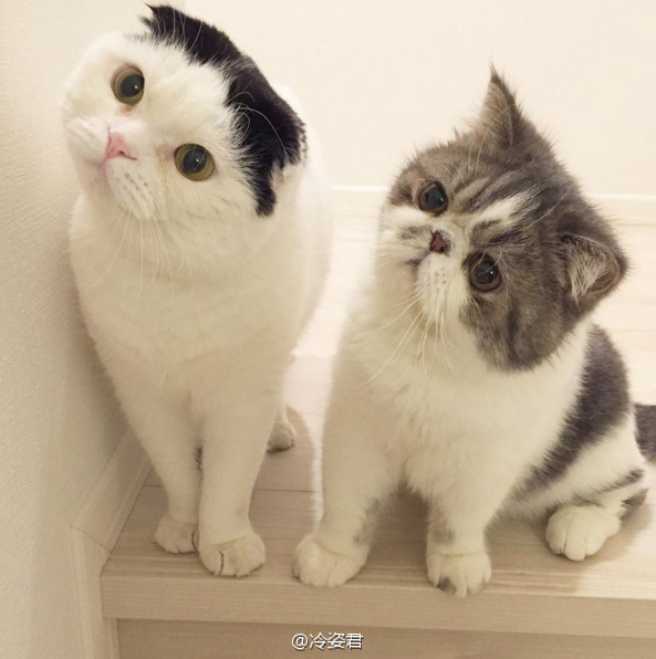 90后性感小猫咪写真图片