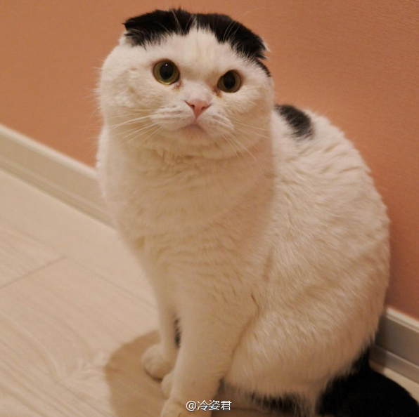 90后性感小猫咪写真图片