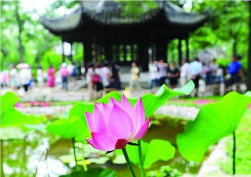 端午父亲节节日快乐桌面壁纸之卡通兔小贝图片