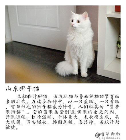 现代生活对猫产生的变化图片