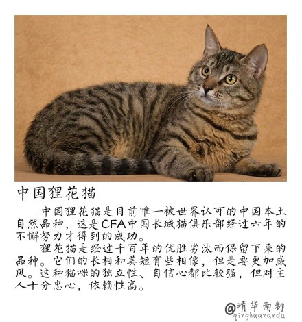 90后性感小猫咪写真图片