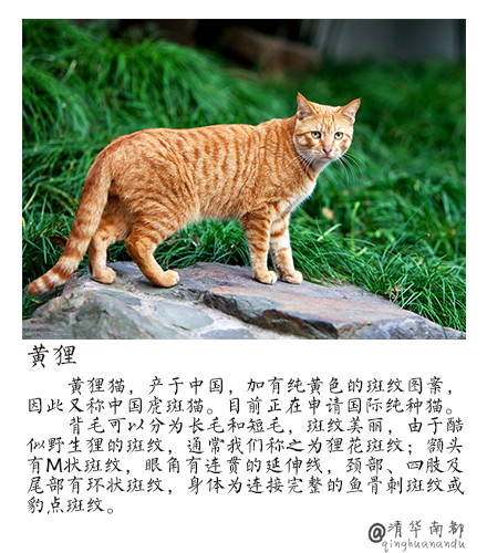 现代生活对猫产生的变化图片