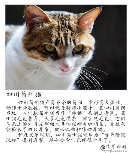现代生活对猫产生的变化图片