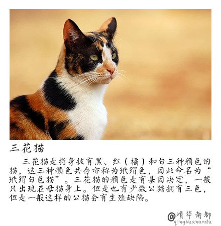 90后性感小猫咪写真图片