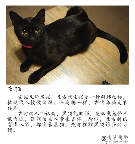 90后性感小猫咪写真图片