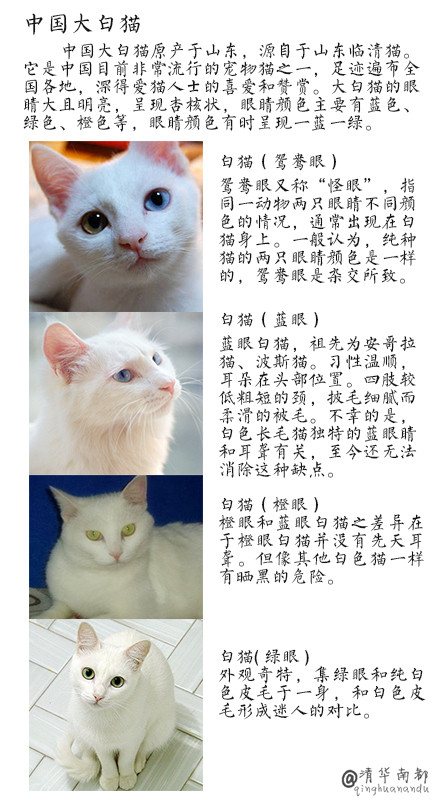 现代生活对猫产生的变化图片