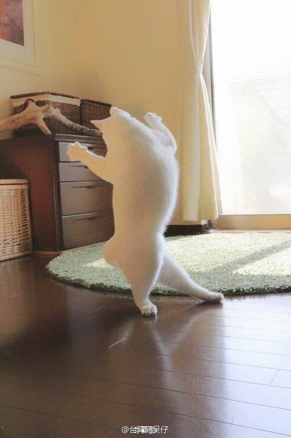 小猫图片