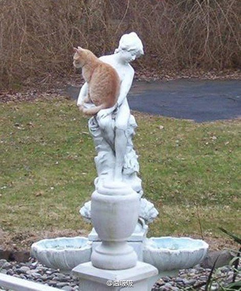 可爱萌宠猫咪图片 卖萌清新的小猫咪头像图片 喵星人头像图片图片
