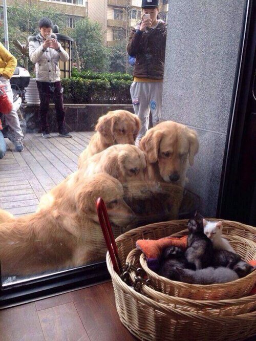 现代生活对猫产生的变化图片