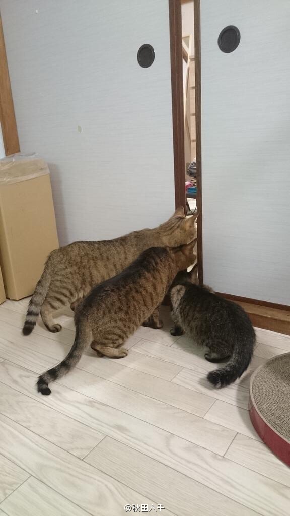 小猫图片