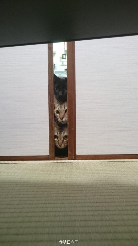 现代生活对猫产生的变化图片
