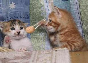 可爱萌宠猫咪图片 卖萌清新的小猫咪头像图片 喵星人头像图片图片
