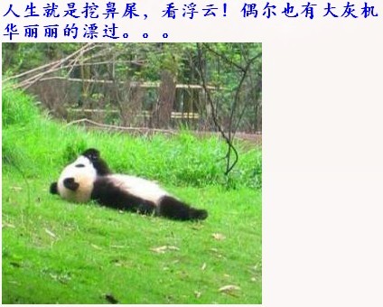 罕见动物：身披坚硬铠甲的铠鼠图片