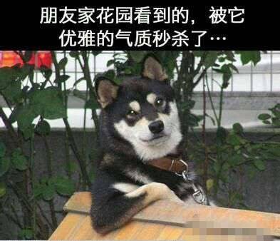 幻若仙境般的动物世界图片