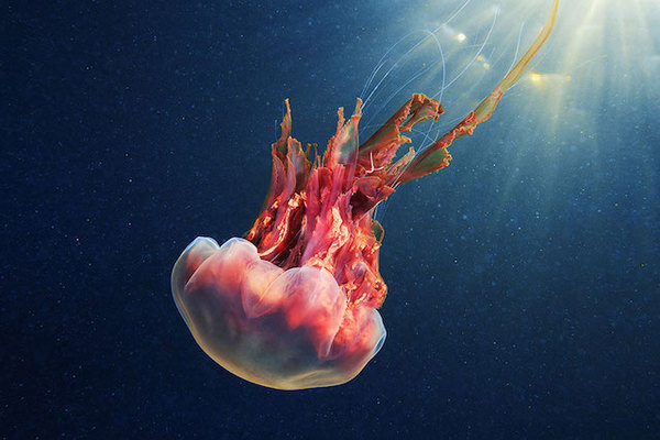 水母：神奇的海洋生物图片图片