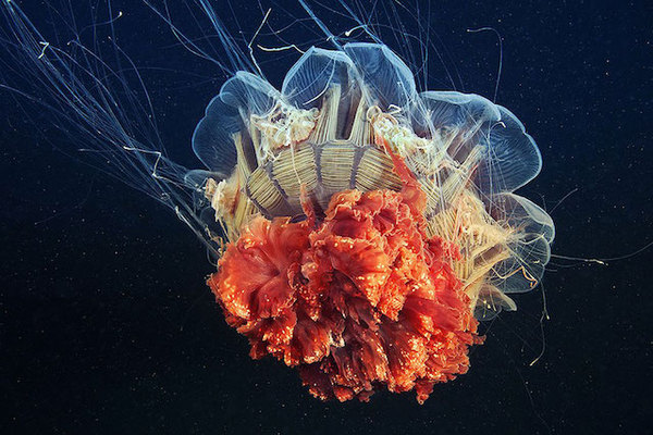 水母：神奇的海洋生物图片图片