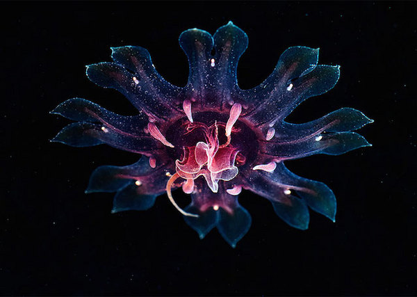 水母：神奇的海洋生物图片图片