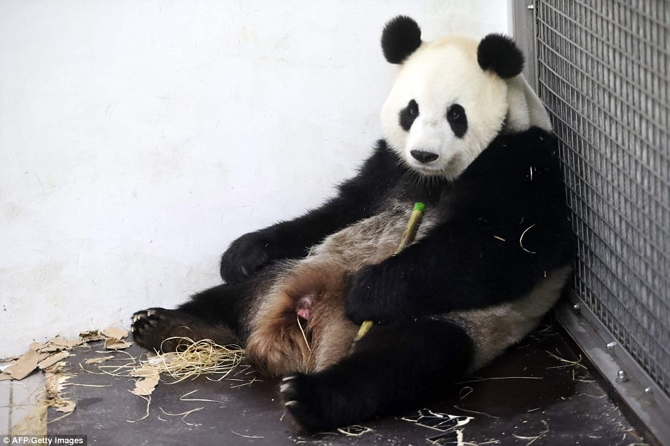 可爱萌宠猫咪图片 卖萌清新的小猫咪头像图片 喵星人头像图片图片