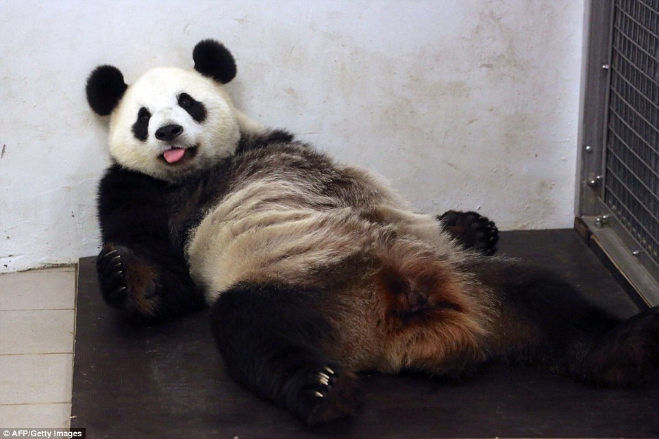 可爱萌宠猫咪图片 卖萌清新的小猫咪头像图片 喵星人头像图片图片