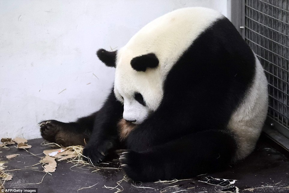 小猫图片