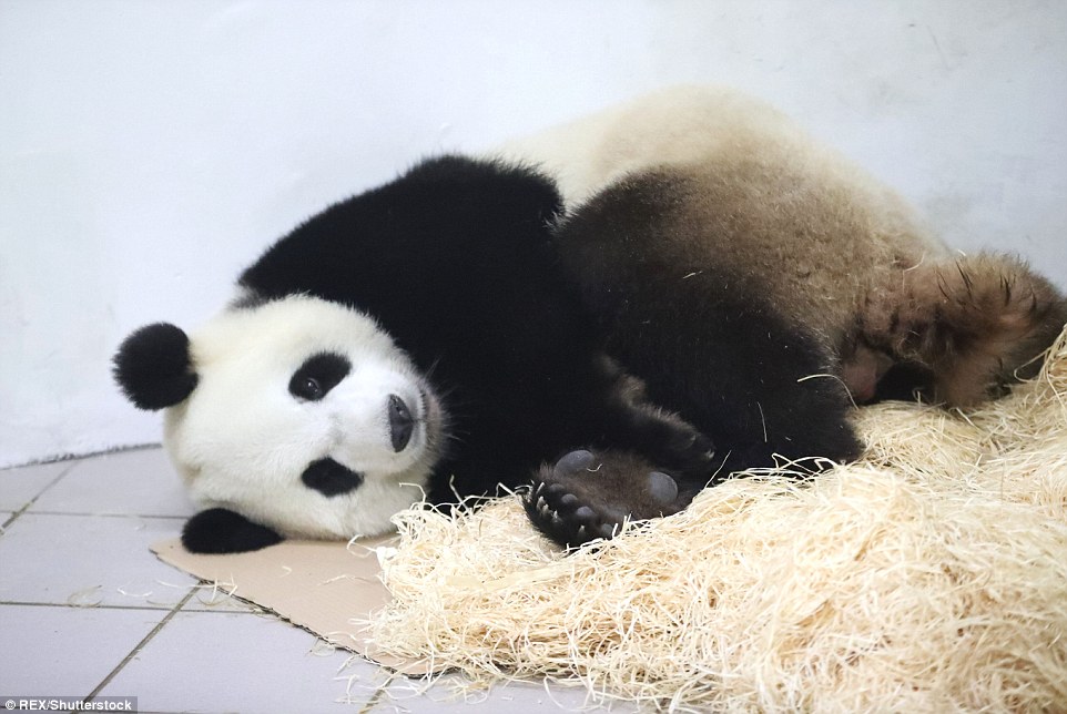 可爱萌宠猫咪图片 卖萌清新的小猫咪头像图片 喵星人头像图片图片